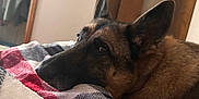 Pep is registered to the contest to win money with this photo: dog, german_shepherd, pet, blanket, indoor, resting, fur, ears, bedroom, cozy, animal, canine, household, relaxed, comfort, portrait, closeup, laying, brown, black