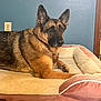 Pep is registered to the contest to win money with this photo: dog, german_shepherd, pet_bed, indoor, animal, canine, fur, ears, resting, brown, black, wall, electrical_outlet, carpet, comfortable, relaxed, domestic, mammal, bed, household