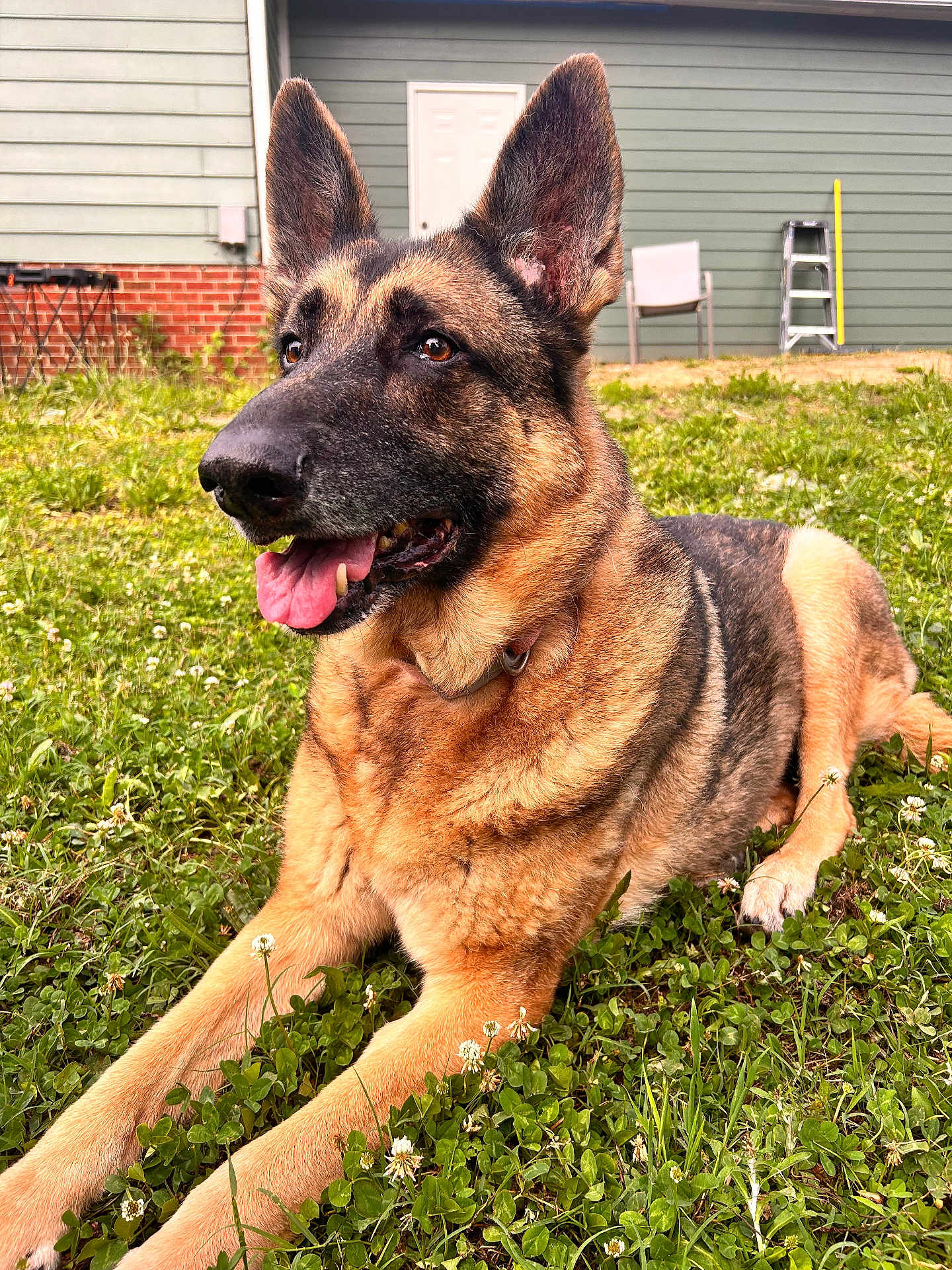 Pep joined the competition — help win amazing prizes! german_shepherd, dog, canine, outdoor, grass, lawn, tongue_out, pet, animal, ears_up, happy, panting, fur, collar, backyard, chair, ladder, house, daylight, nature