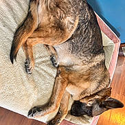 Pep is registered to the contest to win money with this photo: dog, german_shepherd, sleeping, bed, pet, animal, fur, paw, ears, resting, indoor, wooden_floor, cozy, canine, domestic, mammal, brown, black, tan, quiet