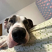 D'Artagnan is registered to the contest to win money with this photo: dog, close_up, resting, nose, indoor, blanket, patterned, floral_wallpaper, relaxed, sleepy, pet, animal, portrait, face, canine, fur, ears, whiskers, bed, home