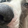 dog, close_up, nose, eye, pet, animal, canine, fur, whiskers, snout, portrait, indoor, leather_seat, curious, macro, domestic_animal, muzzle, friendly, companion, cute