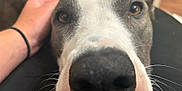 D'Artagnan is registered to the contest to win money with this photo: dog, close_up, nose, face, pet, hand, fur, whiskers, brown_eyes, animal, canine, domestic_animal, companion, portrait, friendly, indoor, black_nose, white_fur, gray_fur, affection