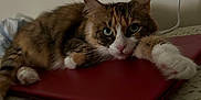 Katniss joined the competition — help win amazing prizes! cat, laptop, indoor, pet, feline, resting, paw, green_eyes, fur, curious, relaxed, bed, blanket, close_up, whiskers, tabby, calico, domestic_cat, animal, home