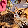 Katniss joined the competition — help win amazing prizes! cat, fluffy, close_up, outdoor, sunlight, trees, person, turtleneck, red_jacket, fur, whiskers, green_eyes, collar, nature, pet, animal, portrait, relaxing, daylight, sky