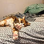 Katniss is registered to the contest to win money with this photo: cat, calico, stretching, paws, bed, bedspread, floral_pattern, blanket, pillow, fur, indoor, cozy, relaxed, sleepy, pet, animal, feline, whiskers, cute, home