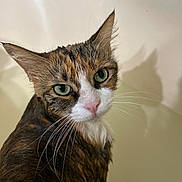 Katniss joined the competition — help win amazing prizes! cat, wet, bathtub, green_eyes, fur, whiskers, pet, animal, indoor, close_up, looking_at_camera, ears, shadow, pink_nose, calico, feline, bath, water, domestic_cat, expression