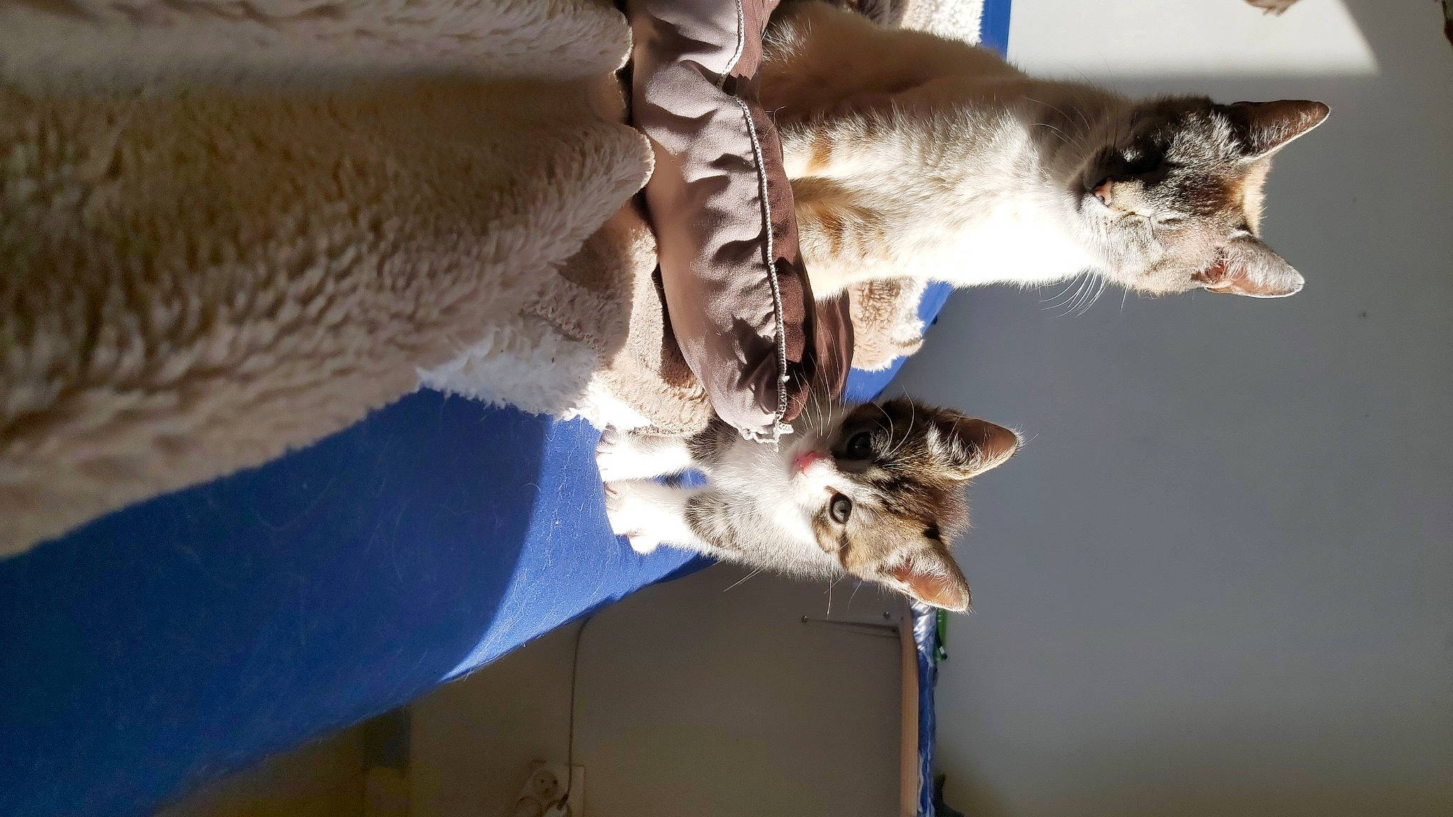 Filou a rejoint le concours — aidez-le/la à gagner de superbes lots ! aegean_cat, carnivore, cat, domestic_short_haired_cat, european_shorthair, fawn, felidae, fur, kitten, ocicat, oriental_longhair, oriental_shorthair, small_to_medium_sized_cats, tail, whiskers