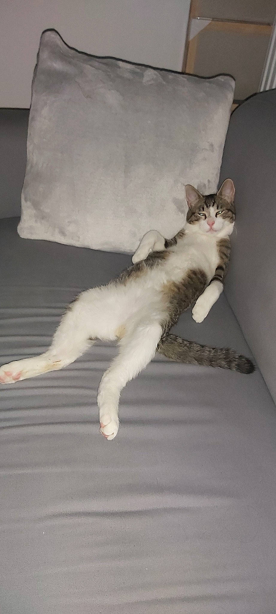 Filou a rejoint le concours — aidez-le/la à gagner de superbes lots ! aegean_cat, carnivore, cat, domestic_short_haired_cat, european_shorthair, fawn, felidae, kitten, leg, oriental_longhair, paw, polydactyl_cat, small_to_medium_sized_cats, tail, turkish_angora, turkish_van, whiskers