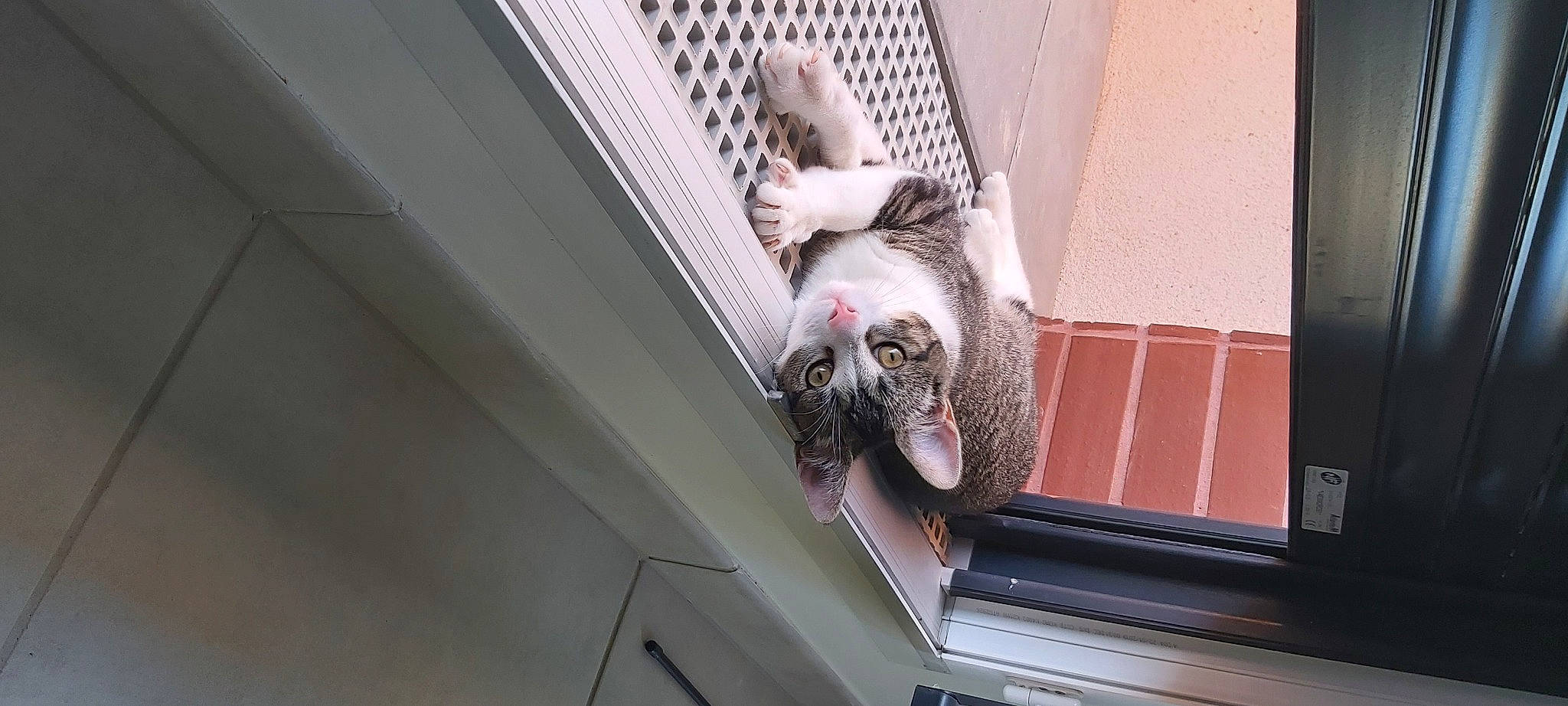 Filou participe au concours pour gagner de l'argent avec cette photo : snout, window