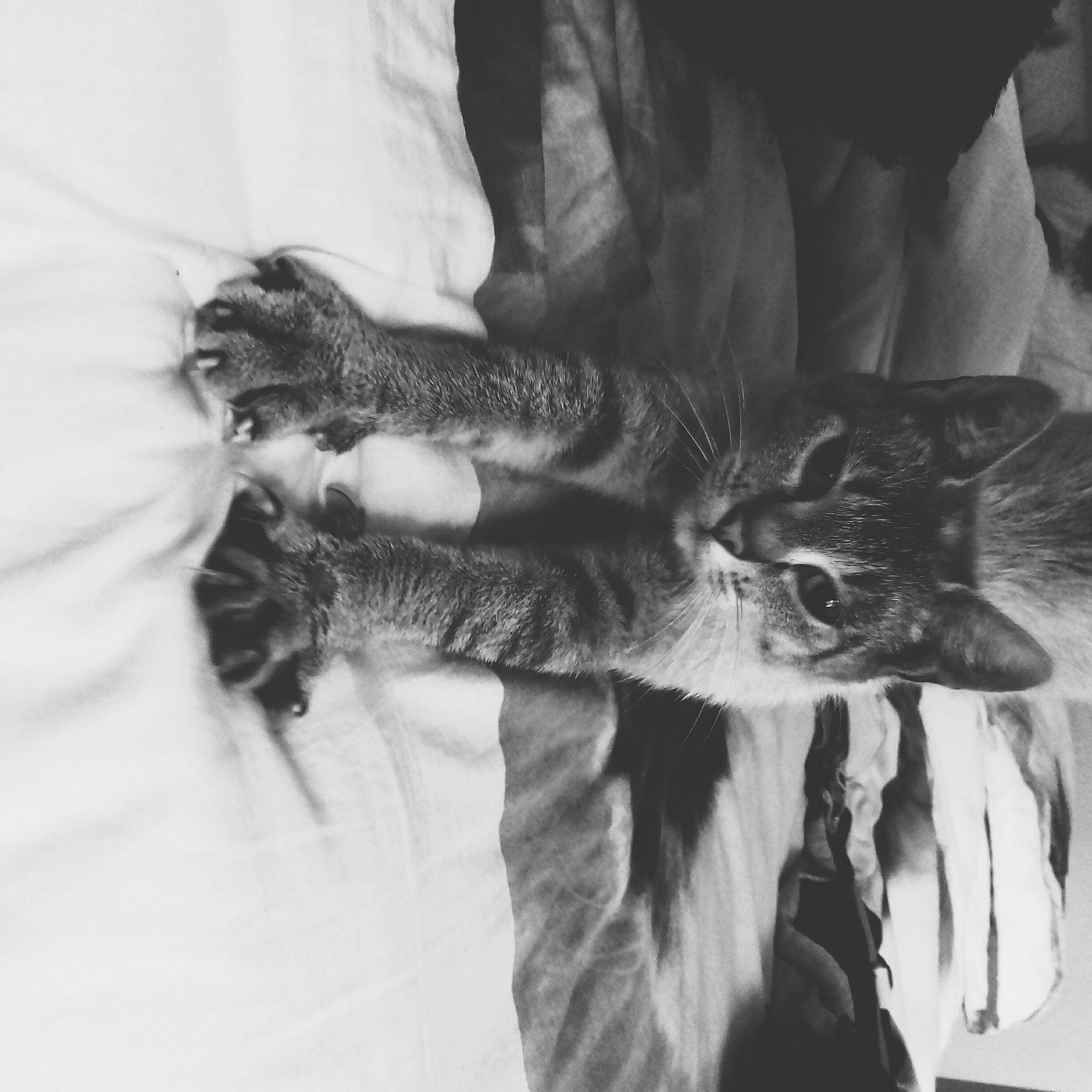 Ice participe au concours pour gagner de l'argent avec cette photo : black_and_white, hand, monochrome, monochrome_photography, organism, photography, plant, style, white