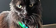 Moustache a rejoint le concours — aidez-le/la à gagner de superbes lots ! cat, black_cat, green_eyes, collar, pet, feline, whiskers, fur, indoor, close_up, portrait, animal, mammal, domestic_animal, cute, alert, sitting, looking, attention, house_pet