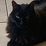 cat, black_cat, fluffy, pet, animal, indoor, floor, tile, green_eyes, feline, resting, cute, mammal, whiskers, ears, fur, domestic_animal, laying, quiet, calm