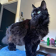 Moustache a rejoint le concours — aidez-le/la à gagner de superbes lots ! cat, black_cat, green_eyes, fluffy_fur, indoor, jeans, leg, furniture, desk, bottle, household, window_light, curious, pet, animal, domestic, standing, blue, room, cozy
