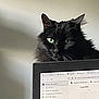 Moustache a rejoint le concours — aidez-le/la à gagner de superbes lots ! black_cat, cat, computer_monitor, green_eyes, fluffy, indoor, pet, animal, whiskers, fur, shadow, technology, screen, monitor, looking, close_up, domestic_cat, curious, household, feline
