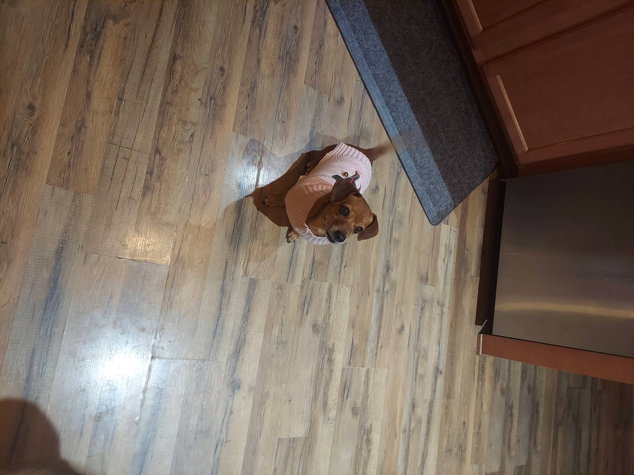 Honey joined the competition — help win amazing prizes! beige, brown, canidae, carnivore, companion_dog, dog, dog_breed, fawn, floor, flooring, hardwood, laminate_flooring, liver, plywood, sporting_group, tan, wood, wood_flooring, wood_stain, working_animal