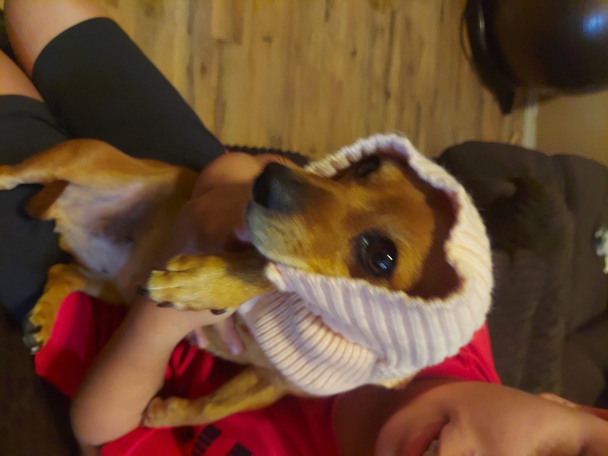 Honey is registered to the contest to win money with this photo: carnivore, dog, dog_breed, dog_clothes, dog_supply, elbow, finger, fur, nail, non_sporting_group, puppy, puppy_love, snout, stuffed_toy, thumb, toy_dog