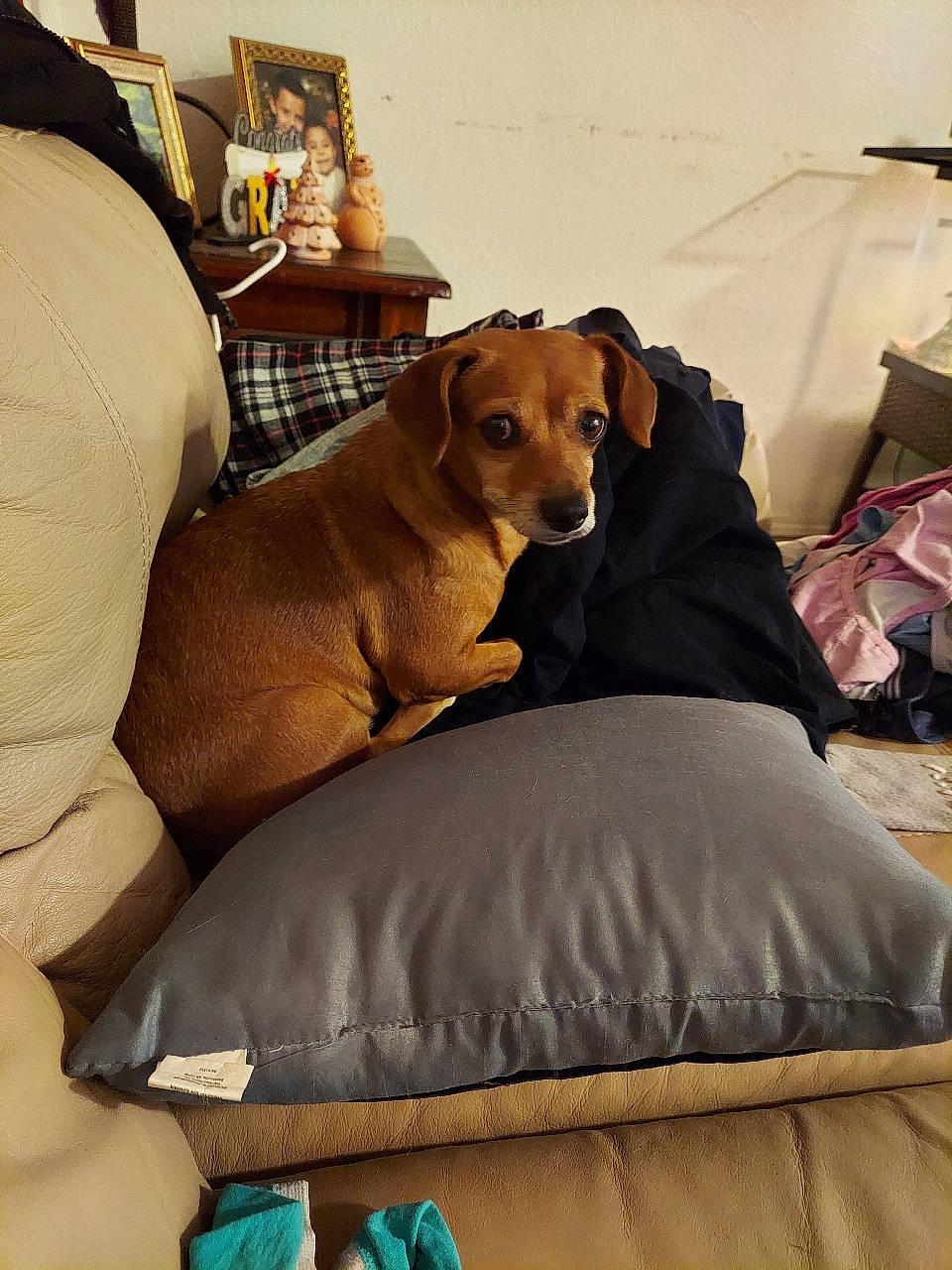 Honey joined the competition — help win amazing prizes! brown, canidae, carnivore, collar, companion_dog, dog, dog_breed, dog_collar, dog_supply, fawn, liver, pet_supply, picture_frame, snout, sporting_group, tan, working_animal, working_dog