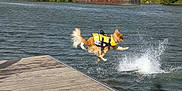 Talya participe au concours pour gagner de l'argent avec cette photo : dog, life_jacket, water, splash, dock, river, outdoor, jumping, animal, canine, summer, playful, nature, adventure, water_sports, pet, active, spring, recreation, daytime