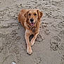 dog, golden_retriever, beach, sand, animal, pet, canine, smiling, outdoor, nature, paw, fur, collar, relaxed, happy, portrait, laying_down, summer, daylight, friendly