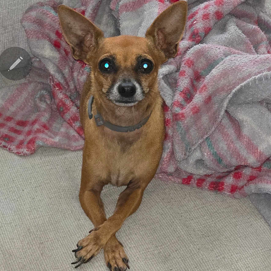 Sophie Dawn joined the competition — help win amazing prizes! alert, animal, blanket, canine, companion, couch, cozy, crossed_paws, cute, dog, domestic, ears, flash_reflection, furniture, indoor, looking_at_camera, pet, resting, small_dog, tan_dog