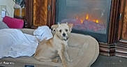 Fozzie Bear is registered to the contest to win money with this photo: dog, pet_bed, fireplace, blanket, wooden_cabinet, indoor, cozy, small_dog, light_brown_dog, floor, home, comfort, furniture, domestic, warm, resting, animal, living_room, cute, relaxation