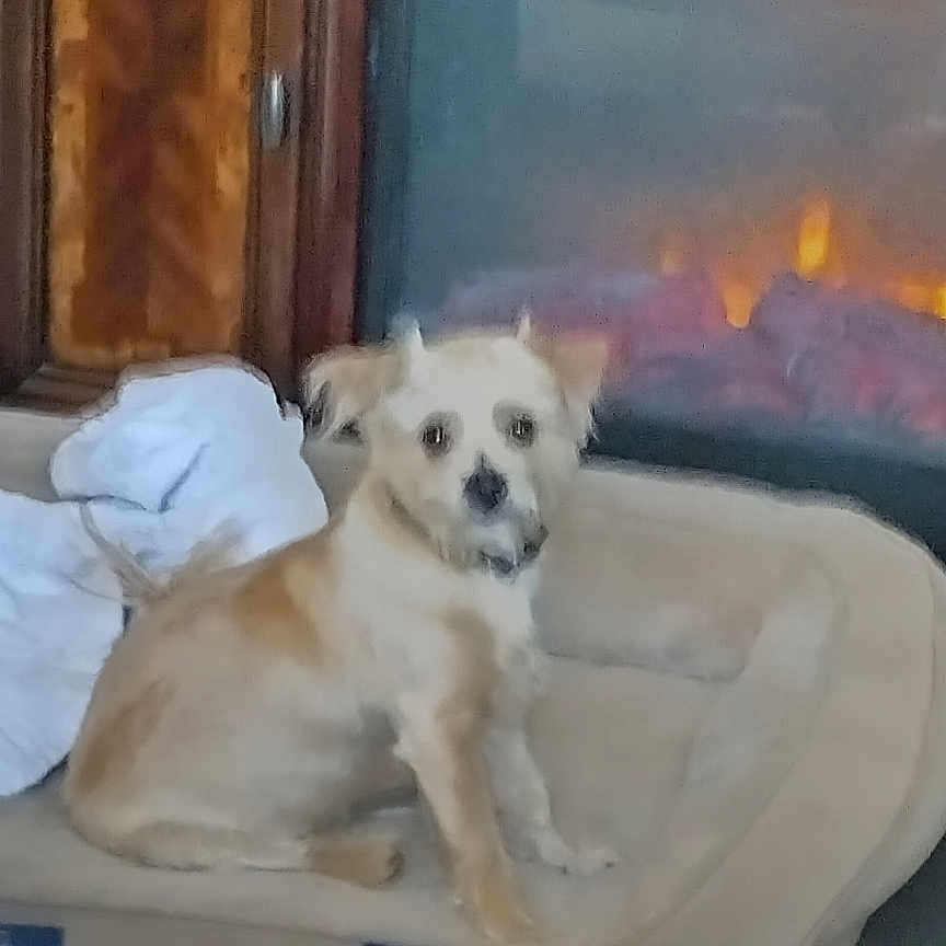 Fozzie Bear is registered to the contest to win money with this photo: dog, pet_bed, fireplace, blanket, wooden_cabinet, indoor, cozy, small_dog, light_brown_dog, floor, home, comfort, furniture, domestic, warm, resting, animal, living_room, cute, relaxation