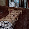 Fozzie Bear joined the competition — help win amazing prizes! jigsaw_puzzle, puppy, dog, blanket, couch, furniture, online_store, mobile_screen, text_overlay, navigation_icons, product_page, brown_couch, water_bottle, home, pet, animal, indoor, screen, shopping_cart, website