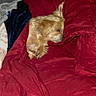 Fozzie Bear is registered to the contest to win money with this photo: dog, small_dog, sleeping, bed, blanket, red_blanket, pillow, cozy, indoors, resting, fur, pet, domestic_animal, sleep, comfort, nap, home, relaxation, animal, cute