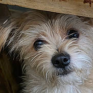 Fozzie Bear is registered to the contest to win money with this photo: dog, pet, animal, fluffy, brown_fur, black_nose, curious, close_up, face, portrait, indoors, wood, texture, cute, small_dog, fur, looking_up, expression, adorable, companion
