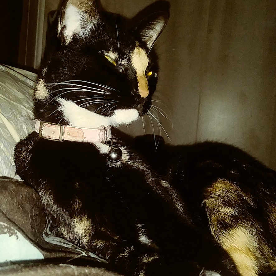 Lacey Mae is registered to the contest to win money with this photo: cat, tortoiseshell, pet, feline, collar, indoor, resting, bed, blanket, fur, whiskers, animal, domestic, relaxed, portrait, side_view, cute, cozy, sleepy, paw