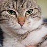 animal, background_blur, calm, cat, close_up, cute, domestic_cat, ears, feline, fur, green_eyes, holding, human_hand, indoor, nose, pet, portrait, soft_light, tabby_cat, whiskers