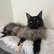 Zoé a rejoint le concours — aidez-le/la à gagner de superbes lots ! cat, long_hair, yellow_eyes, fluffy_blanket, gray_fur, black_fur, relaxed, indoor, pet, feline, portrait, resting, close_up, whiskers, ears, paw, soft_texture, domestic_animal, cozy, animal