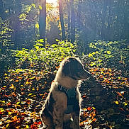 Aslow participe au concours pour gagner de l'argent avec cette photo : puppy, dog, forest, sunlight, autumn, leaves, nature, outdoor, animal, pet, sunbeam, trees, sitting, young, fur, daylight, scenery, wilderness, peaceful, canine