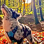 dog, puppy, blue_harness, forest, autumn, fall_leaves, sunlight, trees, nature, outdoor, curious, fluffy, animal, mammal, daylight, walking, pet, canine, seasonal, scenery