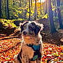 dog, puppy, autumn, forest, leaves, sunlight, nature, outdoor, trees, sunbeam, fall, cute, pet, harness, animal, sitting, fur, branch, scenery, daylight