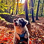 dog, puppy, forest, autumn, leaves, sunlight, trees, nature, outdoor, animal, cute, playful, fur, harness, fall, sunshine, season, park, muzzle, tongue