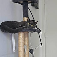 Gribouille a rejoint le concours — aidez-le/la à gagner de superbes lots ! cat, gray_cat, cat_tree, indoor, pet, yellow_eyes, scratching_post, furniture, relaxed, animal, domestic_cat, looking, resting, home, toy, cord, door, wall, comfortable, feline