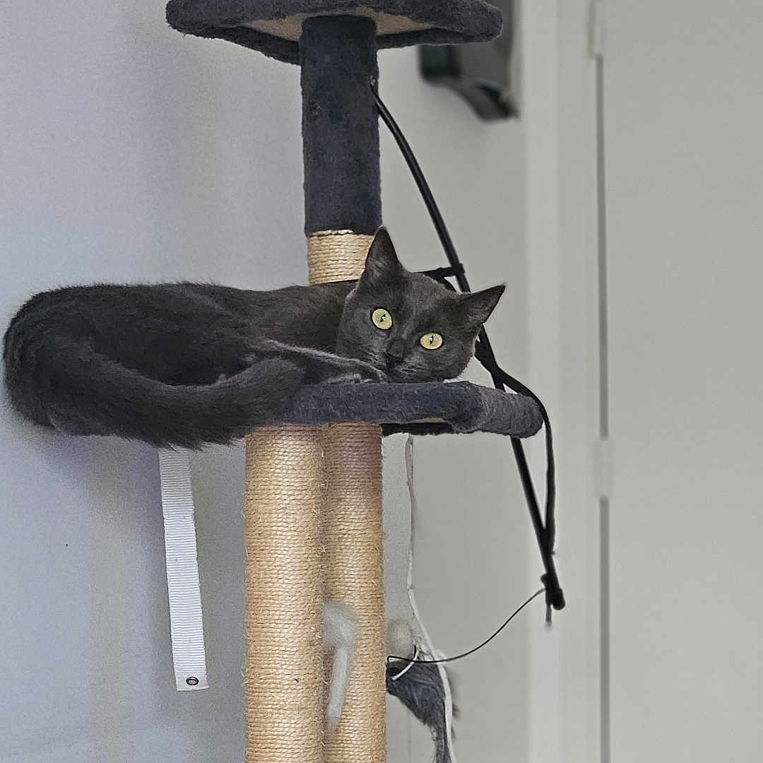 Gribouille a rejoint le concours — aidez-le/la à gagner de superbes lots ! animal, cat, cat_tree, comfortable, cord, domestic_cat, door, feline, furniture, gray_cat, home, indoor, looking, pet, relaxed, resting, scratching_post, toy, wall, yellow_eyes