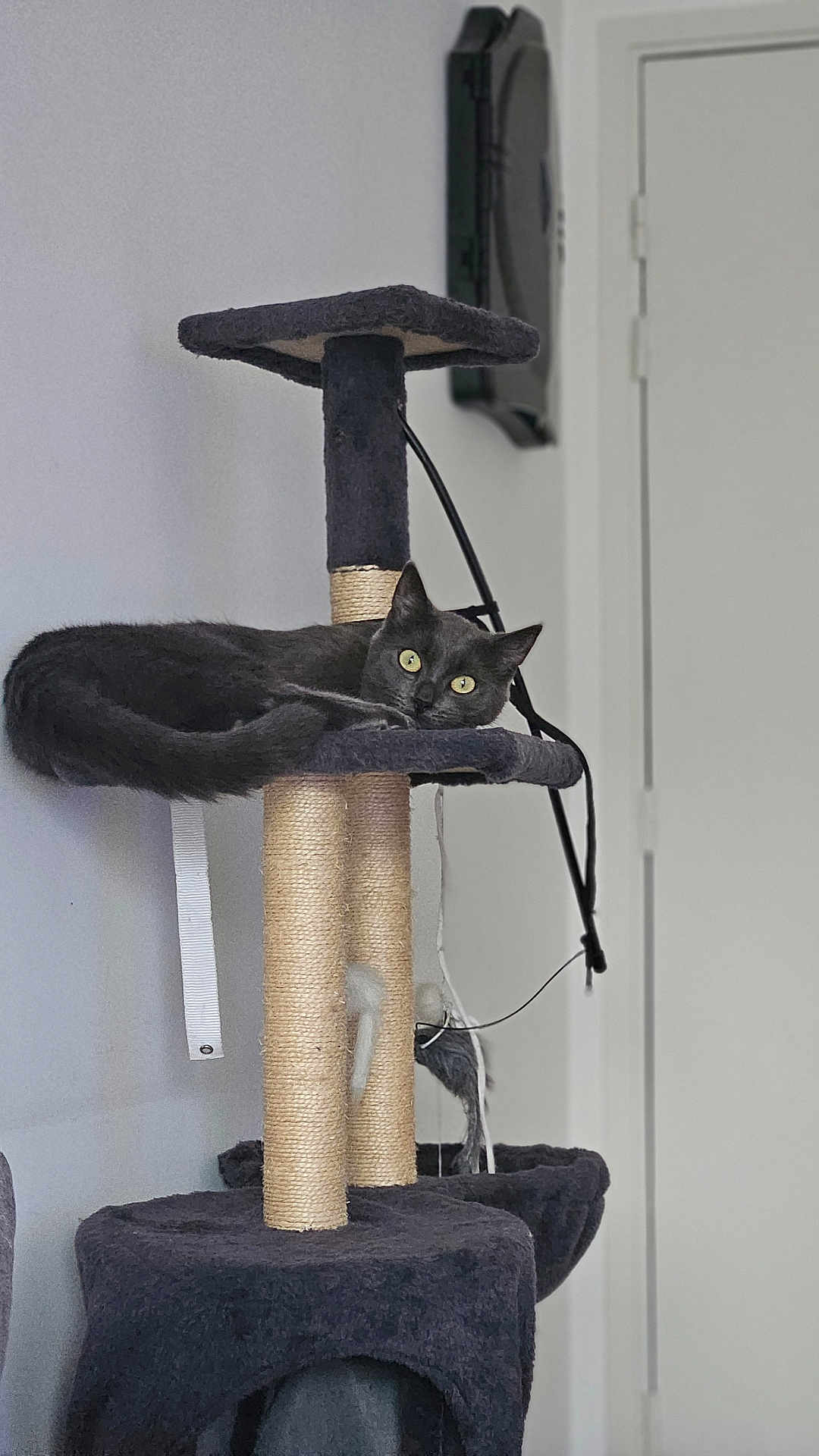 Gribouille
