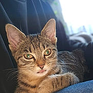 Perle a rejoint le concours — aidez-le/la à gagner de superbes lots ! cat, tabby_cat, pet, animal, feline, close_up, indoor, resting, cute, whiskers, ears, fur, green_eyes, person, lap, clothing, jeans, black_shirt, soft_light, background_blur