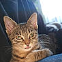 cat, tabby_cat, pet, animal, feline, close_up, indoor, resting, cute, whiskers, ears, fur, green_eyes, person, lap, clothing, jeans, black_shirt, soft_light, background_blur