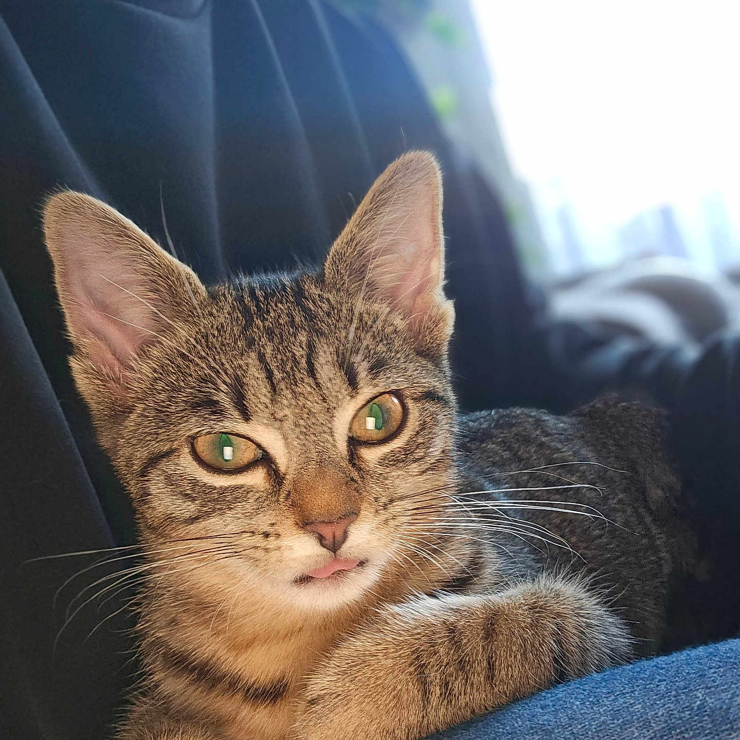 Perle a rejoint le concours — aidez-le/la à gagner de superbes lots ! animal, background_blur, black_shirt, cat, close_up, clothing, cute, ears, feline, fur, green_eyes, indoor, jeans, lap, person, pet, resting, soft_light, tabby_cat, whiskers