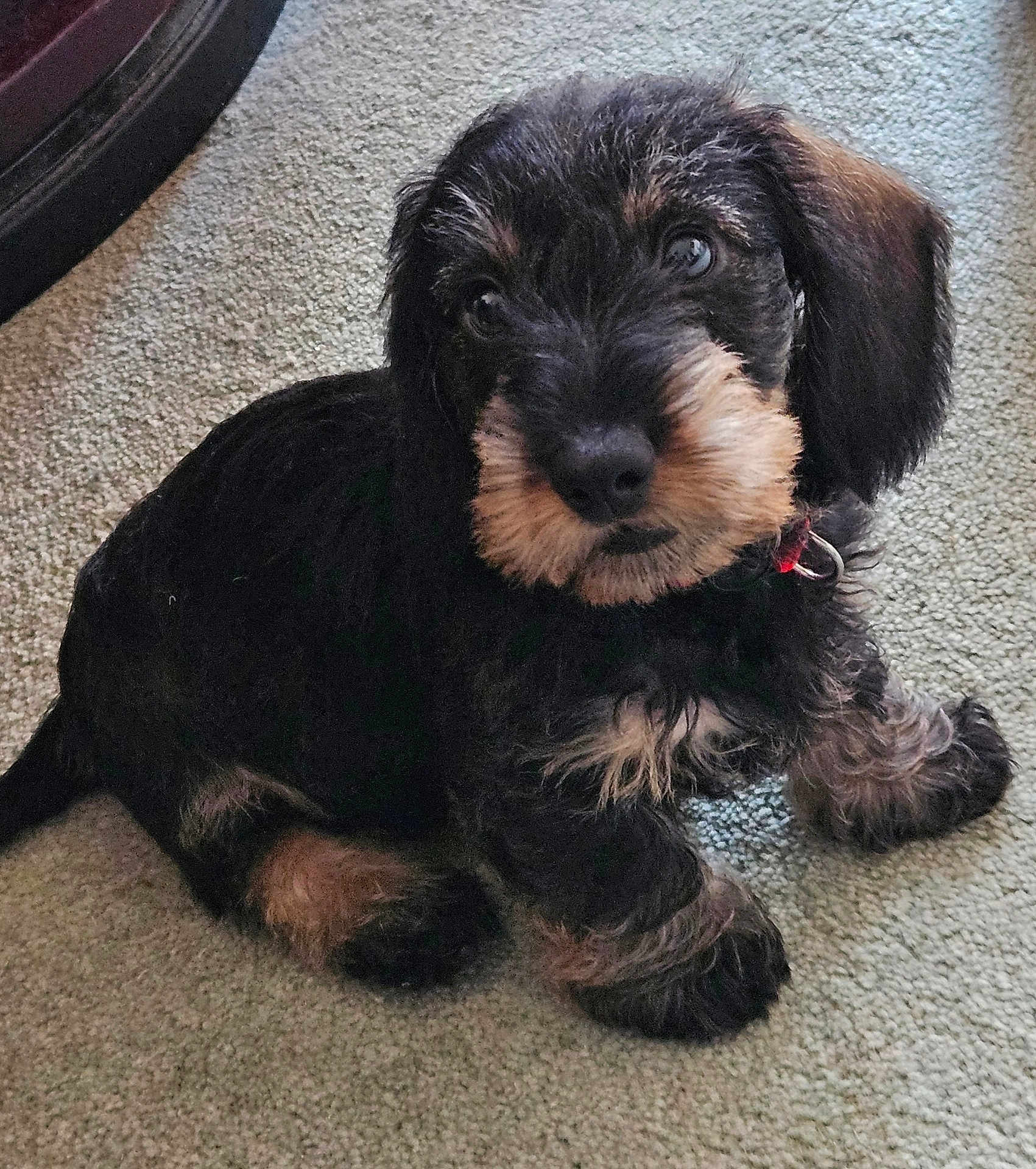 Trickie Dickie joined the competition — help win amazing prizes! puppy, dog, carpet, pet, fur, cute, indoor, animal, sitting, looking_up, small, fluffy, young, collar, black_fur, brown_fur, ears, paws, face, adorable
