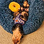 Trickie Dickie joined the competition — help win amazing prizes! animal, bed, blue, carpet, cozy, cute, dog, fluffy, funny, fur, harness, indoor, pet, puppy, relaxing, resting, sleeping, small, toy, yellow