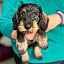 Trickie Dickie is registered to the contest to win money with this photo: puppy, dog, black_and_tan, close_up, cute, fluffy, paws, pet, animal, fur, portrait, person, hand, holding, teal_sweater, blurred_background, indoors, young, adorable, friendly