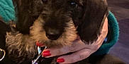 Trickie Dickie joined the competition — help win amazing prizes! animal, black_fur, brown_fur, closeup, comfort, cuddle, cute, dog, face, furry, hand, indoor, leash, nail_polish, person, pet, puppy, red_nails, sweater, teal
