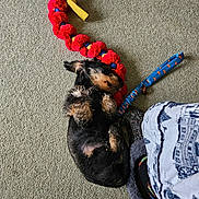 Trickie Dickie is registered to the contest to win money with this photo: black_dog, brown_dog, carpet, companion, cozy, cute, dog, domestic, floor, furry, indoor, patterned_pants, pet, puppy, relaxed, rope_toy, sleeping, slippers, small_dog, toy