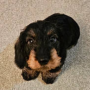 Trickie Dickie is registered to the contest to win money with this photo: puppy, dog, pet, animal, cute, fur, black, tan, carpet, indoor, small, young, looking_up, adorable, fluffy, mammal, domestic, face, eyes, nose