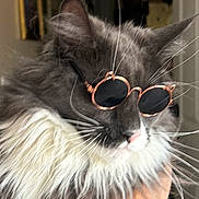 Priscilla is registered to the contest to win money with this photo: cat, sunglasses, fluffy, gray_fur, white_fur, long_hair, whiskers, ears, pet, animal, portrait, close_up, fashion, accessory, funny, indoor, face, nose, glamorous, photography